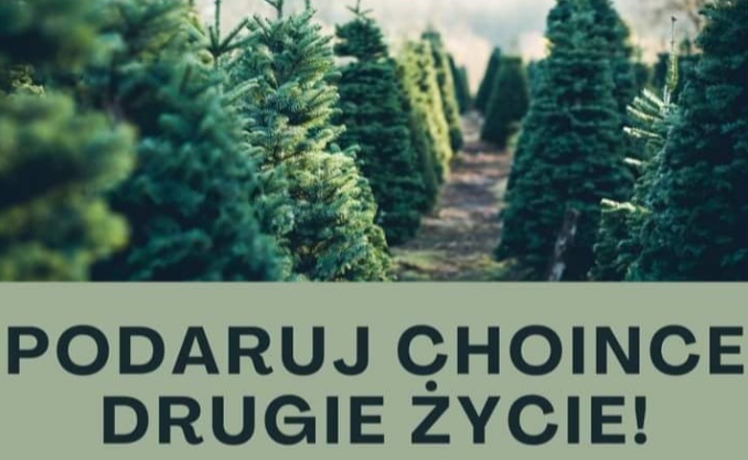 Podaruj choince drugie życie